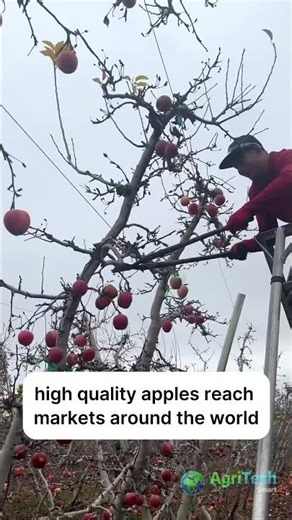 Apple Harvesting Process | How Farmers Pick Apples in Orchards 🍎