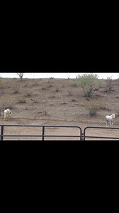 21K views · 1.2K reactions | Humane wild horse management means we’re...