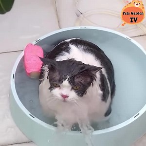 I'm not fat, I'm just chubby 😝 | Cute Cat Animals