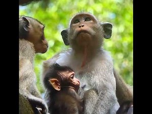 How much you love baby monkey Sugar