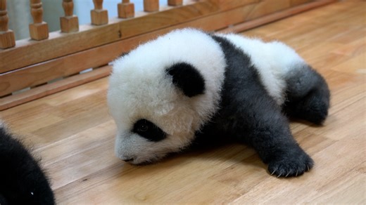 61K views · 2.3K reactions | - What swimming stroke do pandas use? - Panda-style! (Cheng Lang) #HiPanda #ChengduPandaBase Sweet memories of panda baby and mom, please check out: https://t.hk.uy/bBwP | iPanda | Facebook