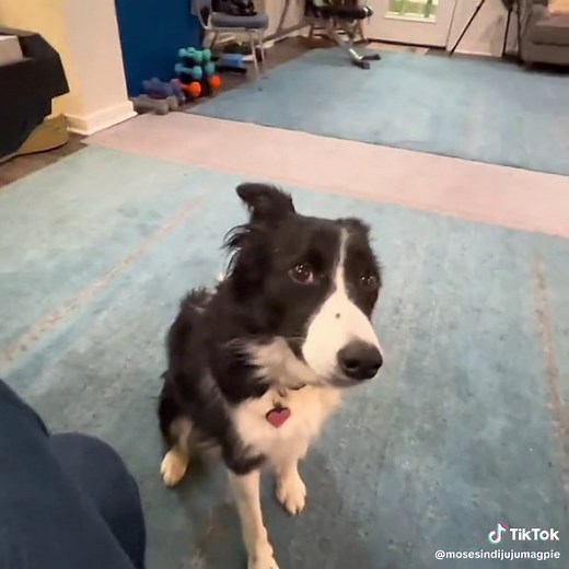 Indi the Singing Border Collie with Vibrato Talent