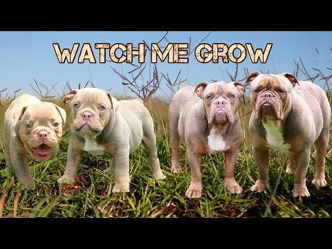 OLDE ENGLISH BULLDOG GROWING UP FROM 8 WEEKS TO 1 YEAR | LILAC TRI