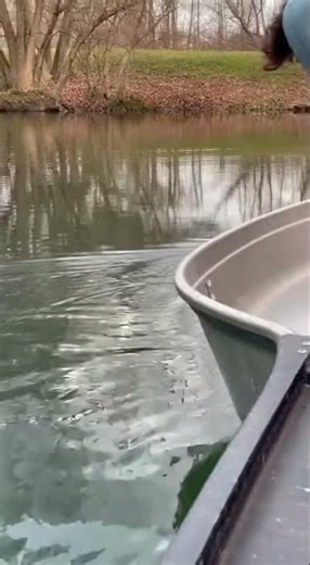 Mother Duck Leads Chicks in Wobbly Swim as Boater Guides Them to Safety