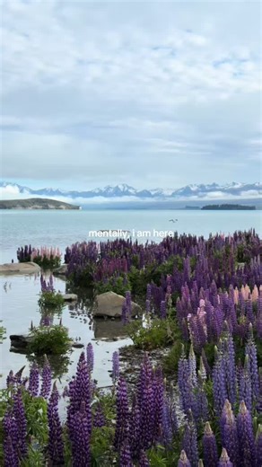 Gorgeous Invasive Flowers in New Zealand