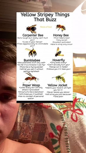 Hilarious Bee vs. Wasp Showdown | Buzzing Insects Comedy