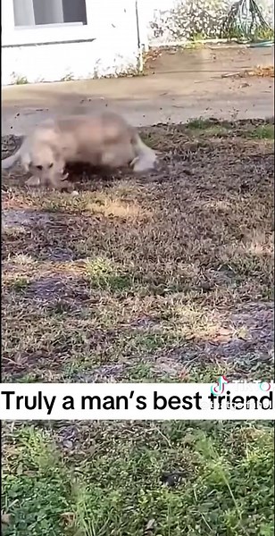 Funny Dog Moment Captured on Golf Course