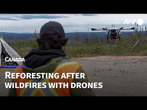 Canada turns to drones for reforestation after wildfires | AFP