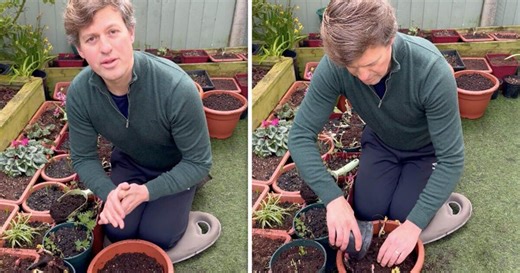 Gardener Tom Strowlger shares how to plant peony bare roots