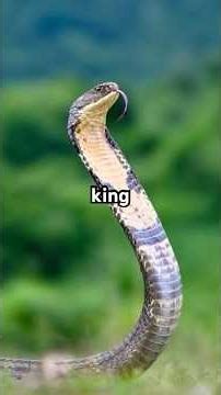 Top 5 Most deadliest snakes in the world #facts