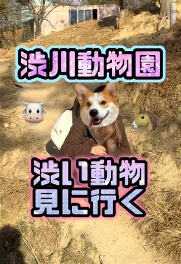 渋い動画を見に時間ギリギリだったけど行ってきました🐮🩷 ユーモア溢れる動画さんに出会えて楽しかった！🤭🩷 #動物園#日常vlog#パグ#旅行vlog#遊園地