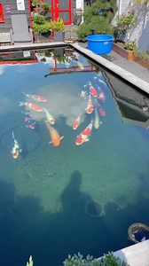Great water quality! 😍 #koi #koifish #fish #oase #oaselivingwater #petsofinstagram #fishing #garden #gardendesign #gardeninspiration #fishtank #koipond #japan #niigata #pond #fishpond #koibreeder #showa | Yvo - The Koi Partner
