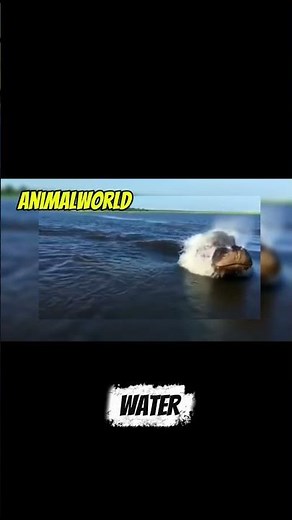 hippo's speed in swimming. #shortvideo #fyp #animalshorts