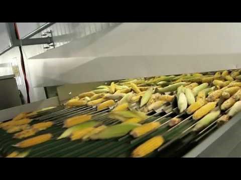 Corn cob sorting machine ZEA - TOMRA Sorting