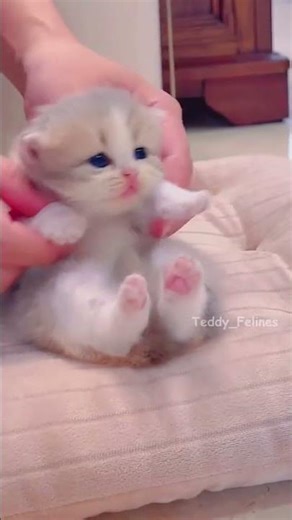 #small #cute #love #shotsfeed #short #youtubeshots #trading #crypto #youtuber #youtubevideos #loves