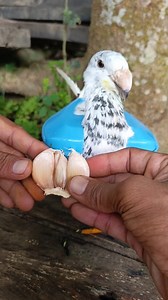 I fed my pet pigeon garlic to prevent pigeon worms. | Jabed Hossen