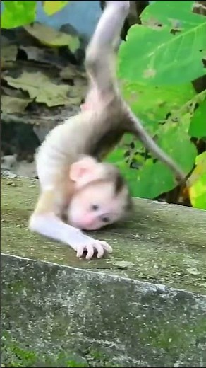 Life of Baboons: Baby Monkey's First Falls