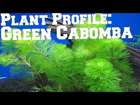 Green Cabomba - Plant Profile