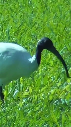 Bin Chicken Ibis foraging on the grass during Winter #shorts