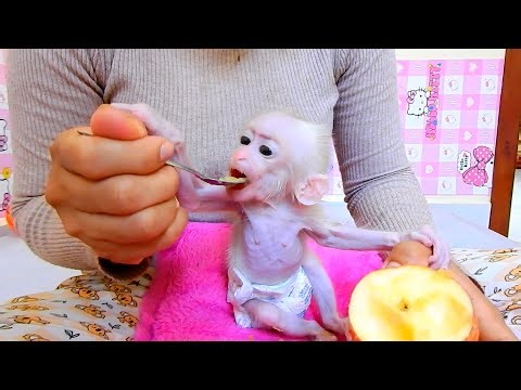 This absolutely tiny baby monkey enjoys a special breakfast, fed gently with a small spoon
