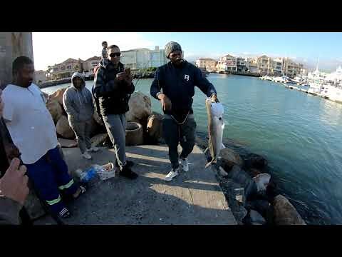 Kob Fishing in False Bay