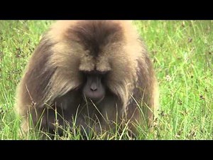 Gelada Baboons