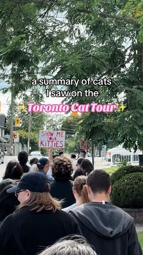 Toronto Cat Tour: Fun Sunday Activity in Toronto