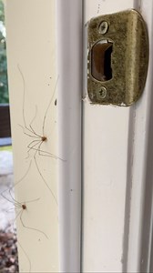 1.6K views · 146 reactions | Is finding a six-legged spider like finding a four-leaf clover? 樂 If so, today is gonna be a great day! I hope your week is off to a great start too! | Tiffany Stargill | Facebook