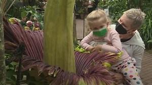 Corpse flower blooms for first time in 12 years