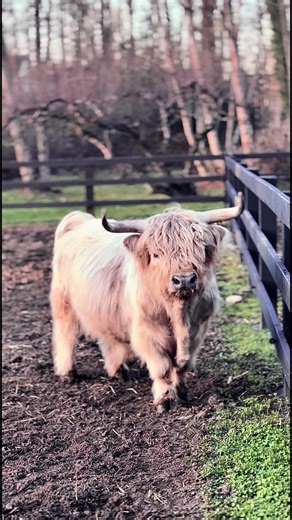 ICE CREAM - Micro / Miniature Highland Bull microminicattle.com