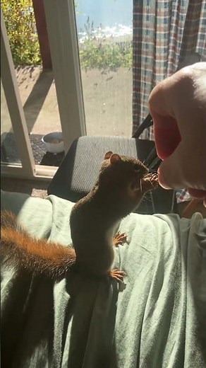 My Pet Red Squirrel "Ruby”