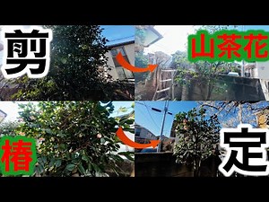 【剪定】椿と山茶花剪定します！！編集はカットのみ
