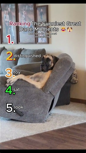 Great Danes Are Absolutely Hilarious 😂🐶 #greatdane #dogs #shorts