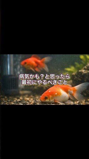 [How to care for goldfish] What to do first if you think your goldfish might be sick #shorts