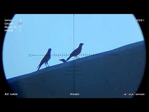 Crows Shooting with PCP Airgun Compilation