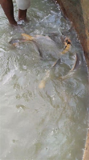 Amazing Aquarium Carp Fish.#viral