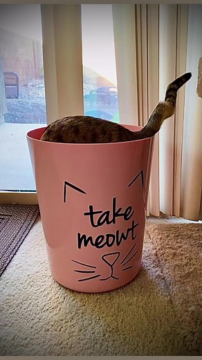 A quick inspirational PSA from Mia ❤️🗑️ #inspiration #psa #youcandoit | I’ll Show You My Kitty If You Show Me Yours