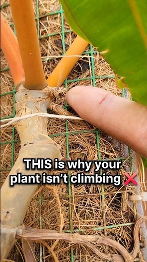 Why Monstera / Money Plant Stops Climbing (Real Reason)