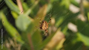 Spider close up macro shot on web crawling away out of frame