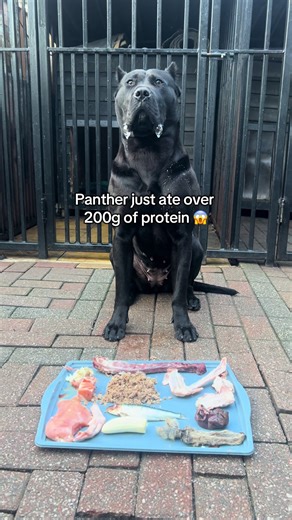 How Much Protein Does a Panther Consume Daily?