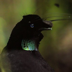 Wow, this bird of paradise has all the moves! ✨ Have you seen the Our Planet jungles episode? #ShareOurPlanet | WWF-Australia