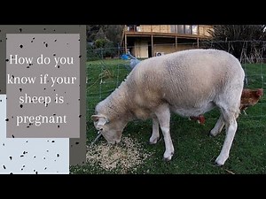 How to know if your sheep are pregnant