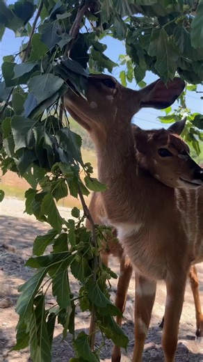 🌿🐾 Happy International Ungulate Awareness Day! 🐾🌿 Ungulates are hoofed mammals—animals with hooves instead of paws or claws. While most have hard, obvious hooves, some, like rhinos, have padded feet with thick, hoof-like nails cushioned by tough pads to support their weight. At Safari West, we care for 20 different species of ungulates — you could say we’re a bit hoof-obsessed! Ungulates are vital ecosystem engineers: their grazing and browsing maintain healthy grasslands and forests, suppor