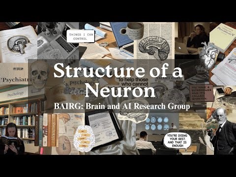 Structure of the Neurons