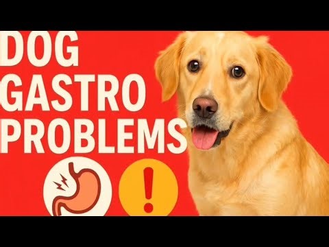 “Why Is My Dog Not Eating? Common Gastro Problems in Dogs” | Dr vijay sawant Assistant commissner