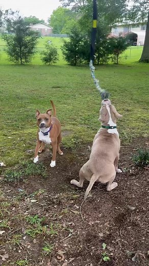 🐾🐾 Pupdate 2-for-1!! (Princess) Fiona & Huxley living their best life! | Paws Up Rescue LLC