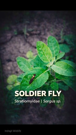 Soldier Fly Identification | Not a Black Soldier Fly