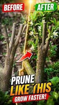 🍋 Successfully Rooting Lemon Tree From Cuttings - My Simple Trick for Pruning #grafting