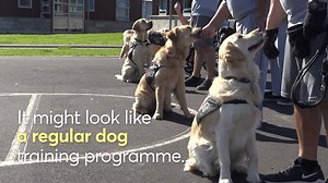 These pups teach inmates a thing or two about responsibility and then go on to do even more good, helping those less able in the community. | Re: News