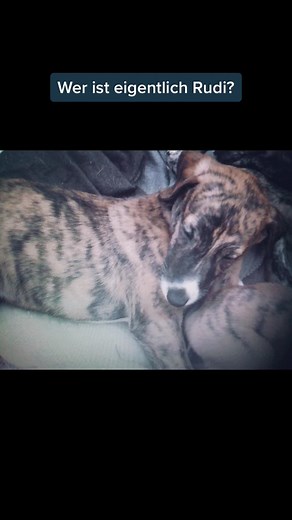 Understanding Greyhounds: Caring for Our Dogs